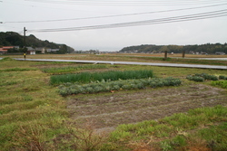 田園地帯の奥に宍道湖