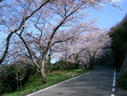 チェリーロード